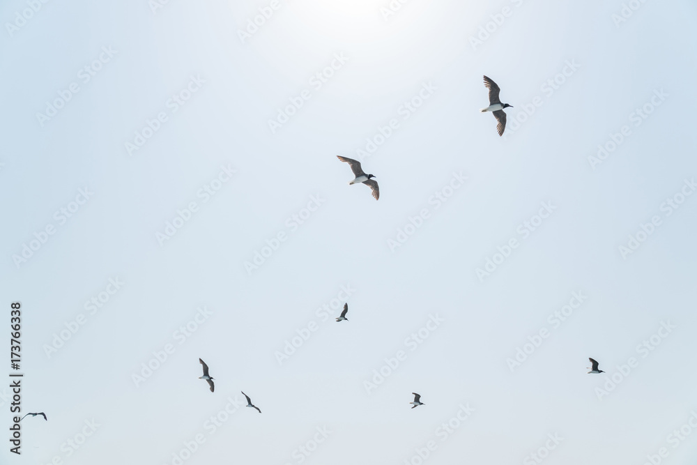 Obraz premium several hovering seagulls in the blue sky