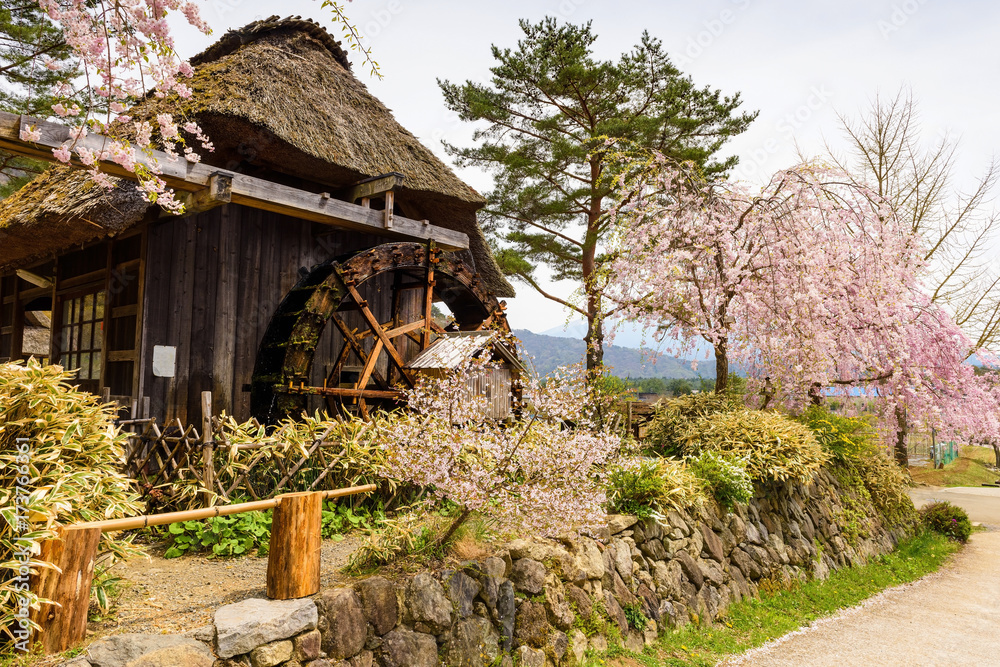 Thatched wooden house with pink Cherry blossom Thatched wooden house with pink Cherry blossom