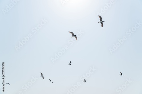 several hovering seagulls in the blue sky