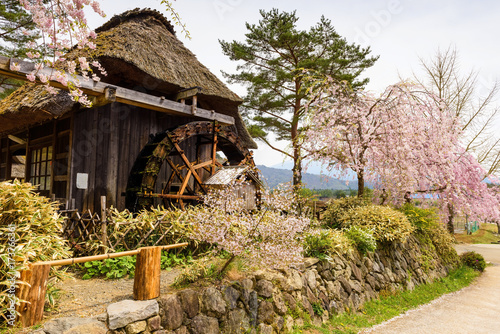 Thatched wooden house with pink Cherry blossom