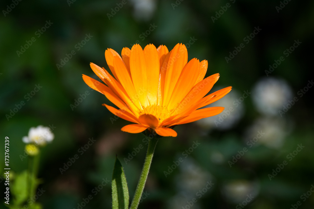 Calendula Officinalis - side view of a vivid orange flower Calendula Officinalis - side view of a vivid orange flower
