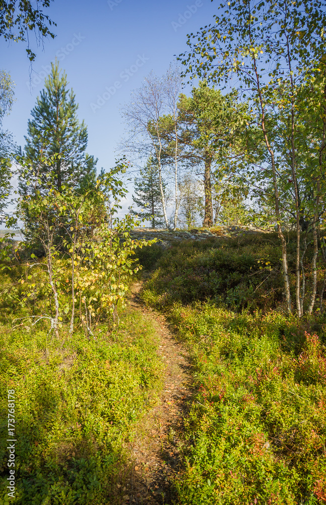 Forest Karelia Russia Autumn Birch Pine Trees Forest Karelia Russia Autumn Birch Pine Trees