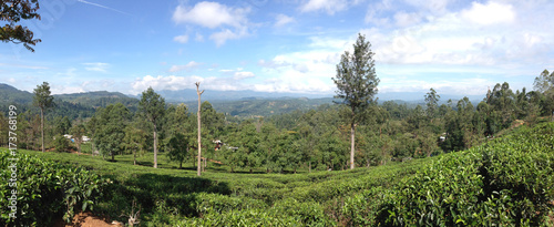 Tea plantation around Bandarawela