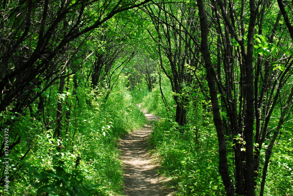 Obraz premium The Path to Beyond