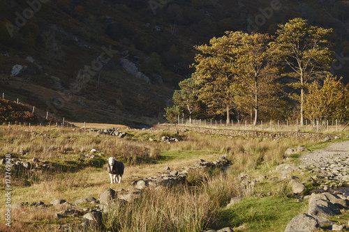 Herwick sheep and sunlit trees. Seathwaite, Cumbria, UK. photo