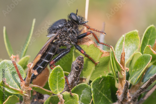 Robber fly - Stenopogon coracinus