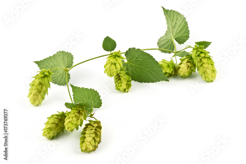 Hop Cones Isolated on the White Background.