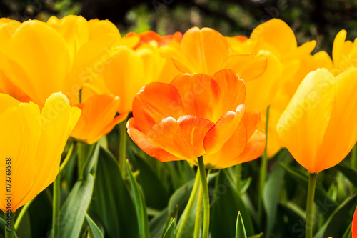 Tulips_Yellow-Orange-Red_1