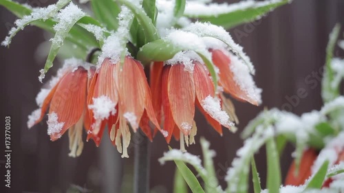 flowers in the snow