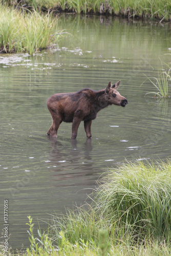 Moose Calf in Water