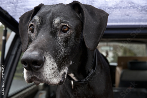 Dog In The Back Of  A Car