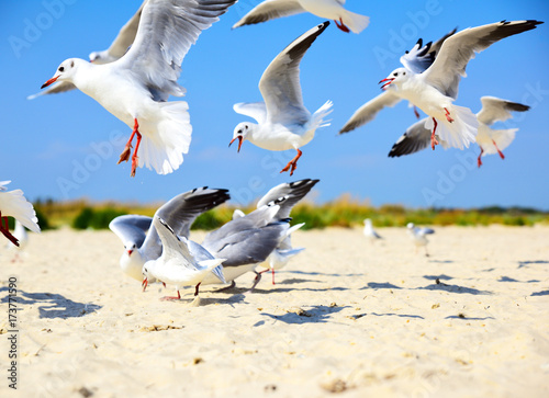 flock of sea gulls flying over a sandy beach