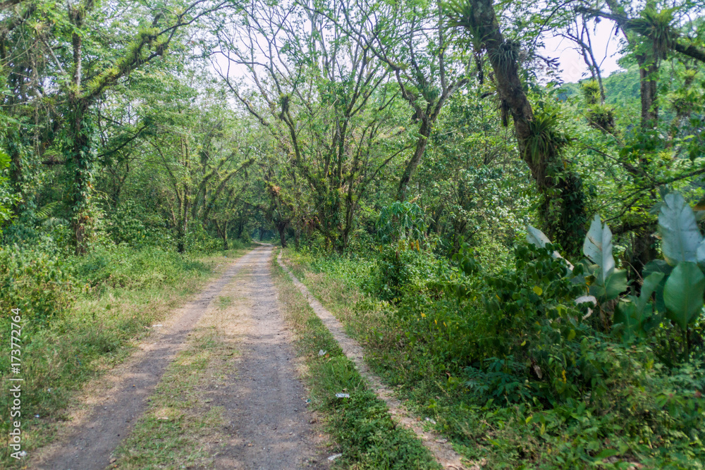 Fototapeta premium Trail through a forest in central Honduras