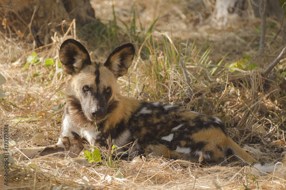 Wild dog, Botswana, Africa Wild dog, Botswana, Africa