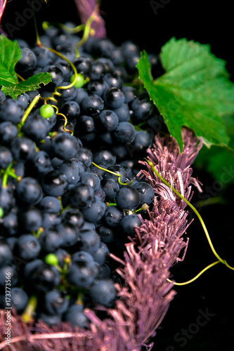 Red wine grapes in voiolet basket on bllack background. photo