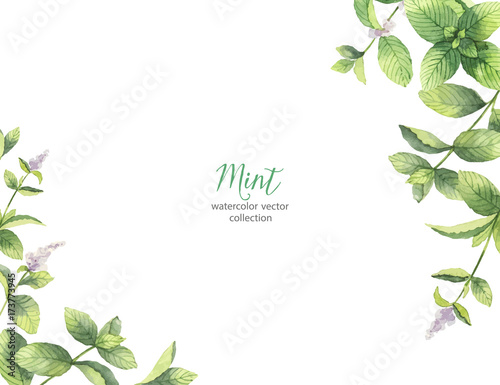 Watercolor vector frame of mint branches isolated on white background.