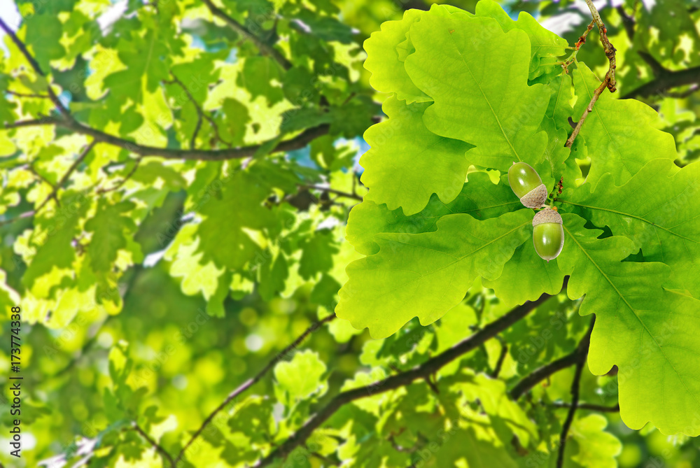 oak tree with acorns in the garden oak tree with acorns in the garden
