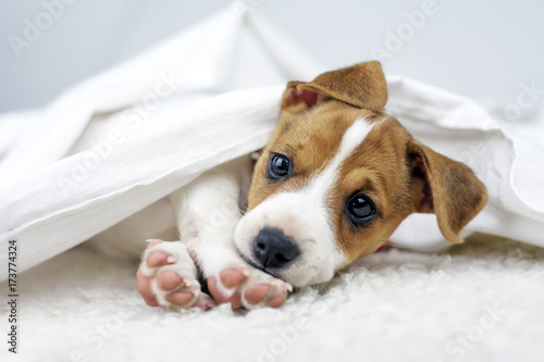 Jack russel terrier puppy