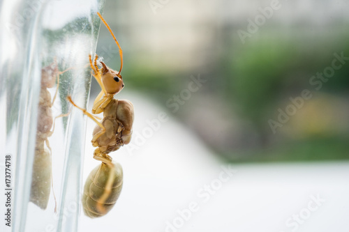Weaver ant queen on glass. photo