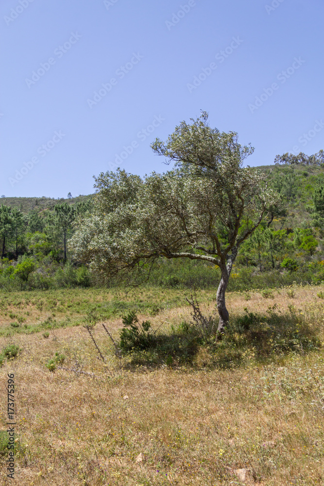 Sobreiro tree with shadow in a portuguese farm