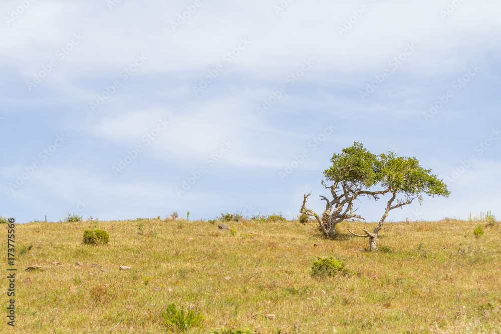 Sobreiro trees and vegetation in a farm field