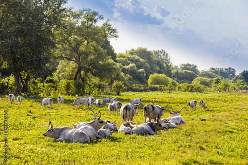 Hungarian gray cattle in the field. photo