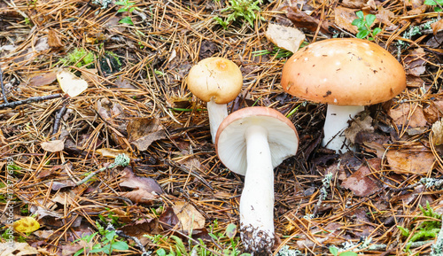 Mushroom, Russula decolorans, growing in the woods