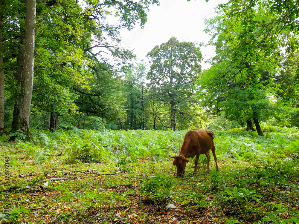 Naklejka premium Cow in a Forest - Georgia 