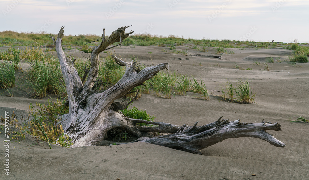 Pacific Ocean and Copalis River