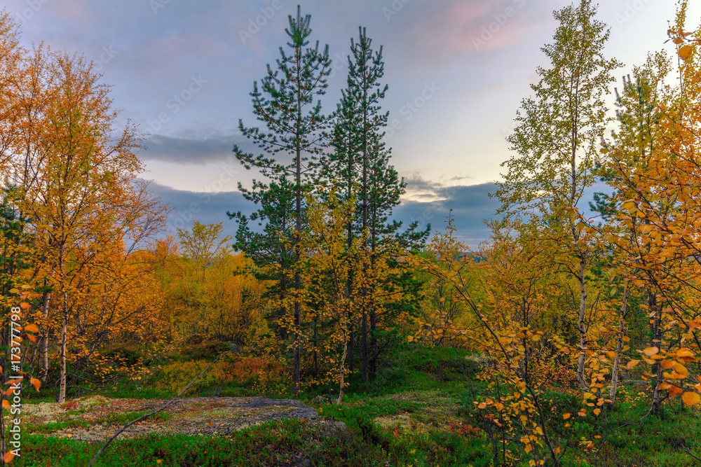 Autumn forest.Bright and colorful Northern nature in autumn