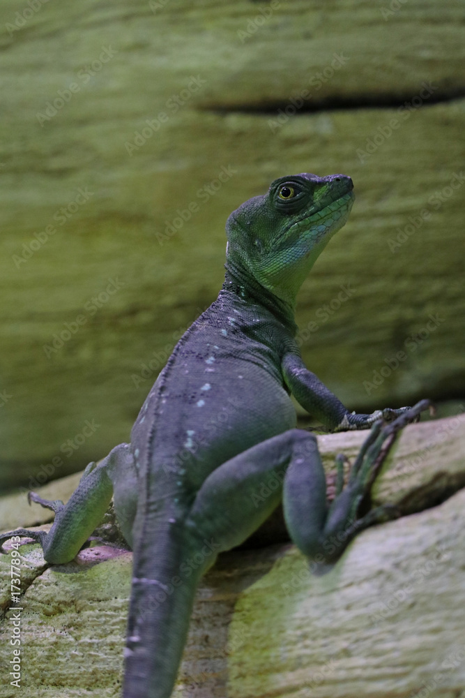 Naklejka premium Basiliski, or basilisk (Latin Basiliscus) - a genus of lizards from the family Corytophanidae.