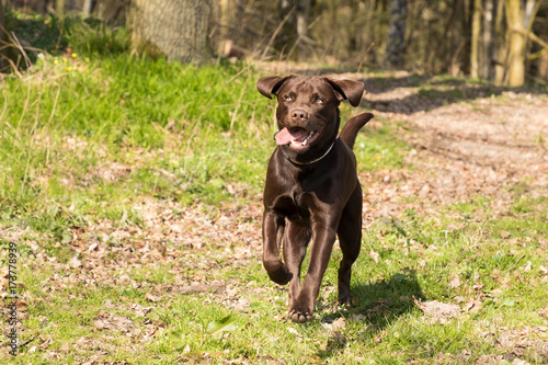 Labrador running in a forest