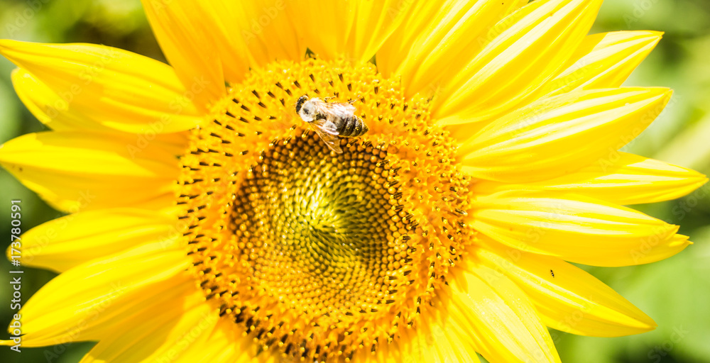 Obraz premium bee on sunflower