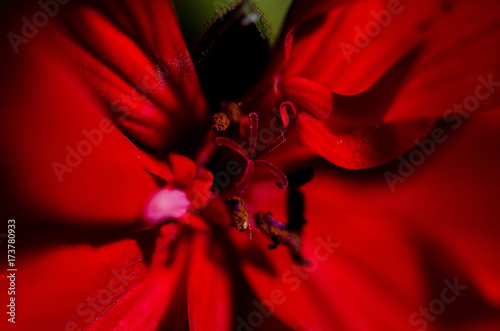 Wallpaper Mural The heart of a red geranium flower in the garden during summer time. Macro on pistil. Horizontal shooting with natural light Torontodigital.ca