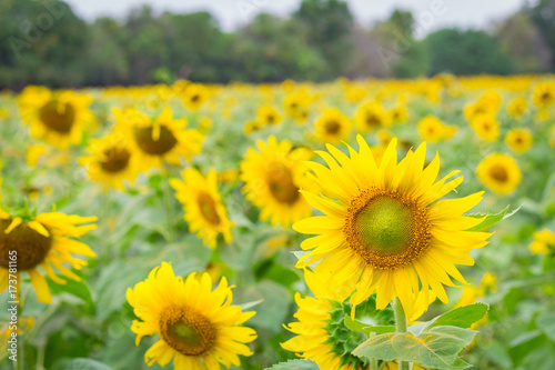 Field of sunflowers in january, sunflower farm