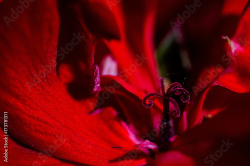 Wallpaper Mural The heart of a red geranium flower in the garden during summer time. Macro on pistil. Horizontal shooting with natural light Torontodigital.ca