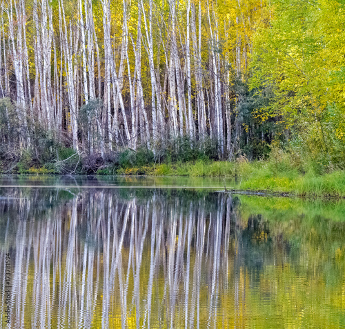Birch Tree Reflection