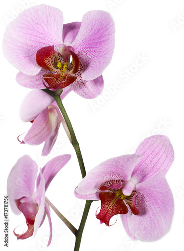 Orchid bloom