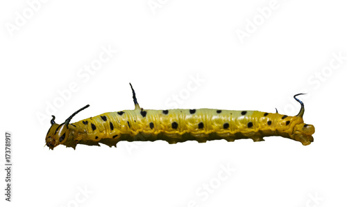 Isolated caterpillar of common maplet butterfly on white photo