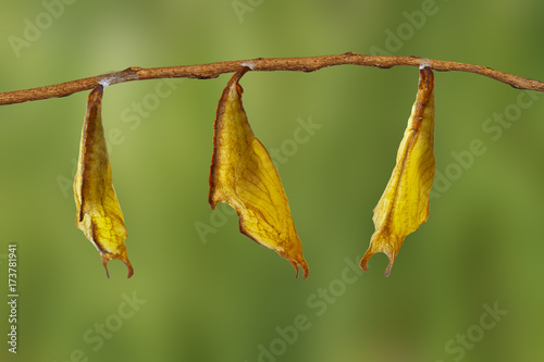 Chrysalis of common maplet butterfly hanging on twig photo