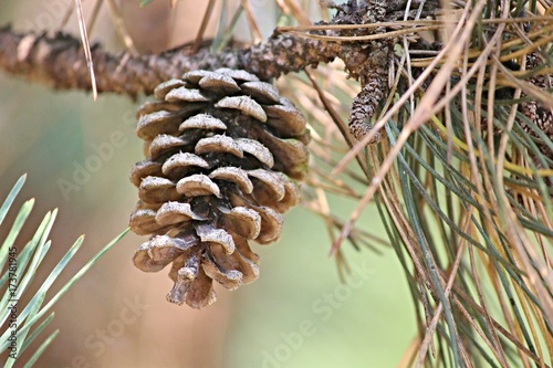 hängender Kiefernzapfen am Baum photo
