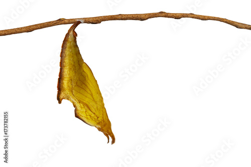 Isolated chrysalis of common maplet butterfly hanging on twig photo
