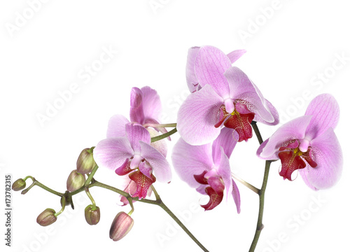 Orchid bloom