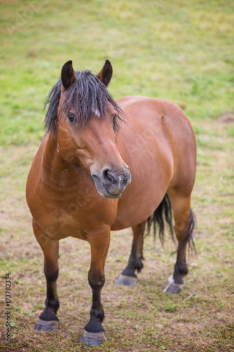 Horse on a pasture on the meadow in the countryside © Deymos.HR