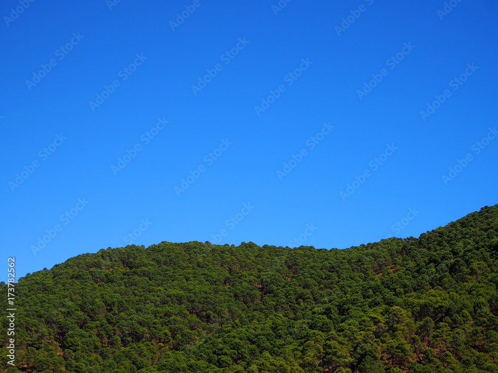 Tree forest and blue sky