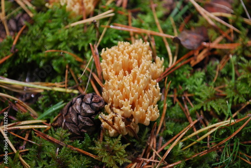 Ramaria aurea is a coral mushroom in the family Gomphaceae grow in the forest.