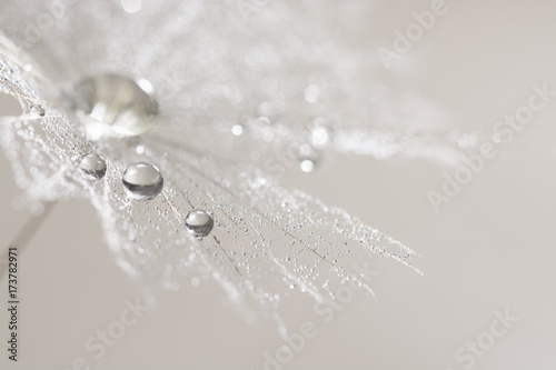 Canvas Print Macro of dandelion with silver drops of dew. Selective focus