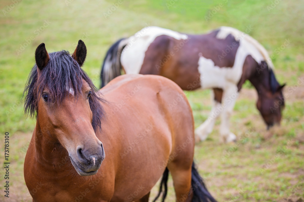 Horses on a pasture on the meadow in the countryside Horses on a pasture on the meadow in the countryside