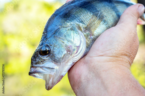 Fototapeta Naklejka Na Ścianę i Meble -  River perch with an open mouth in the hands of the angler