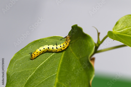 Caterpillar of common maplet butterfly hanging on leaf of host plant © mathisa